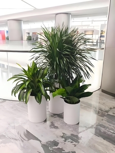 宁波花木租赁价格实惠